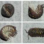 Woodlouse 1