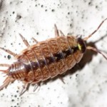 Woodlouse 3