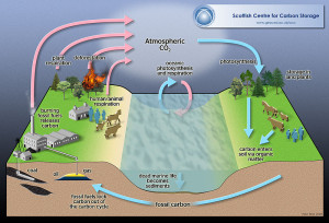 carbon_cycle